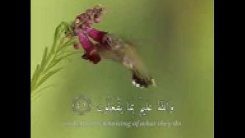 سورة النور الآية 41🌿 الم تر ان الله يسبح له من في السماوات والارض والطير صافات والطير🤍🕊🌴
