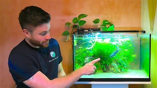 ULTIMATE AXOLOTL CARE GUIDE  my planted axolotl tank