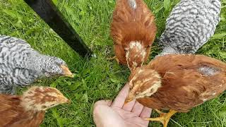 dome chicken coop geodesic
