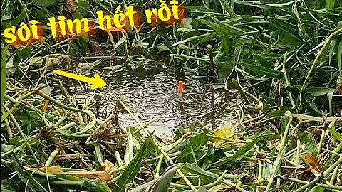 Câu cá rô khủng lồ, cá trê - Lỗ câu mới vừa phát hiện | Câu cá ổ T324