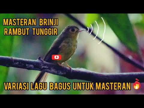 MASTERAN KILLER BRINJI RAMBUT TUNGGIR#masteranmuraibatufullisian #kicaumania#brinji