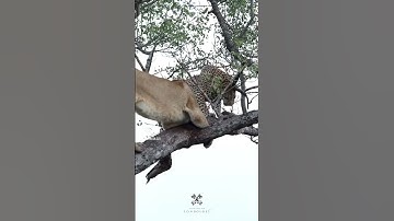 Lioness climbs tree to steal leopard’s kill!