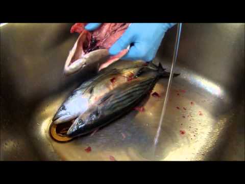 How to fillet fish – Come sfilettare il pesce azzurro