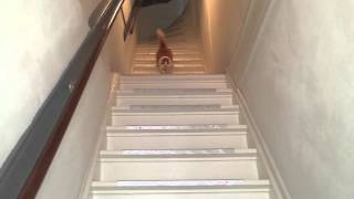 Cat welcomes owner stairs