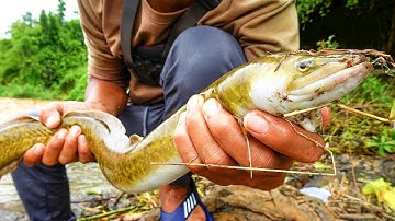 Cá CHÌNH Sông Bé - SĂN CÁ KHỦNG Ở HÀN TAM ĐẲNG ✅