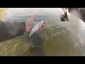 Крупная уклейка, красноперка и окуни. Рыбалка нахлыстом, Кучурганский лиман, март 2016
