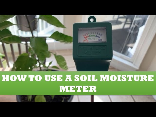 How to Use a Soil Moisture Meter