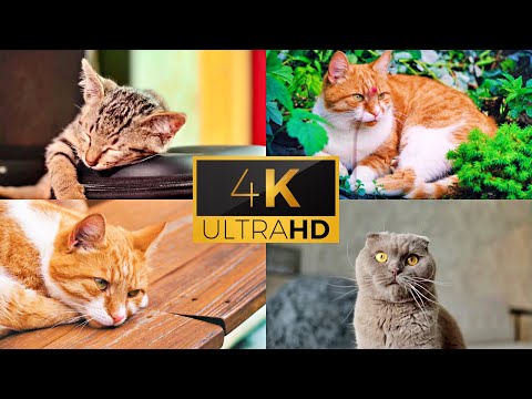 Funny Cats Video in 4k | Cute and Funny Cat Videos Compilation | Cute Cats