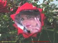 في ليلة عشق Wmv في ليلة عشق Wmv