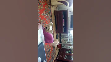 Китайская хохлатая волосатая)