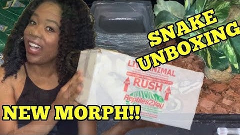 Snake Unboxing | ONE OF MY MOST VISUALLY STRIKING BALL PYTHONS!