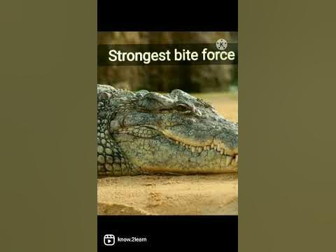Strongest bite force #saltwater #crocodiles #biteforce😱 #shorts #
