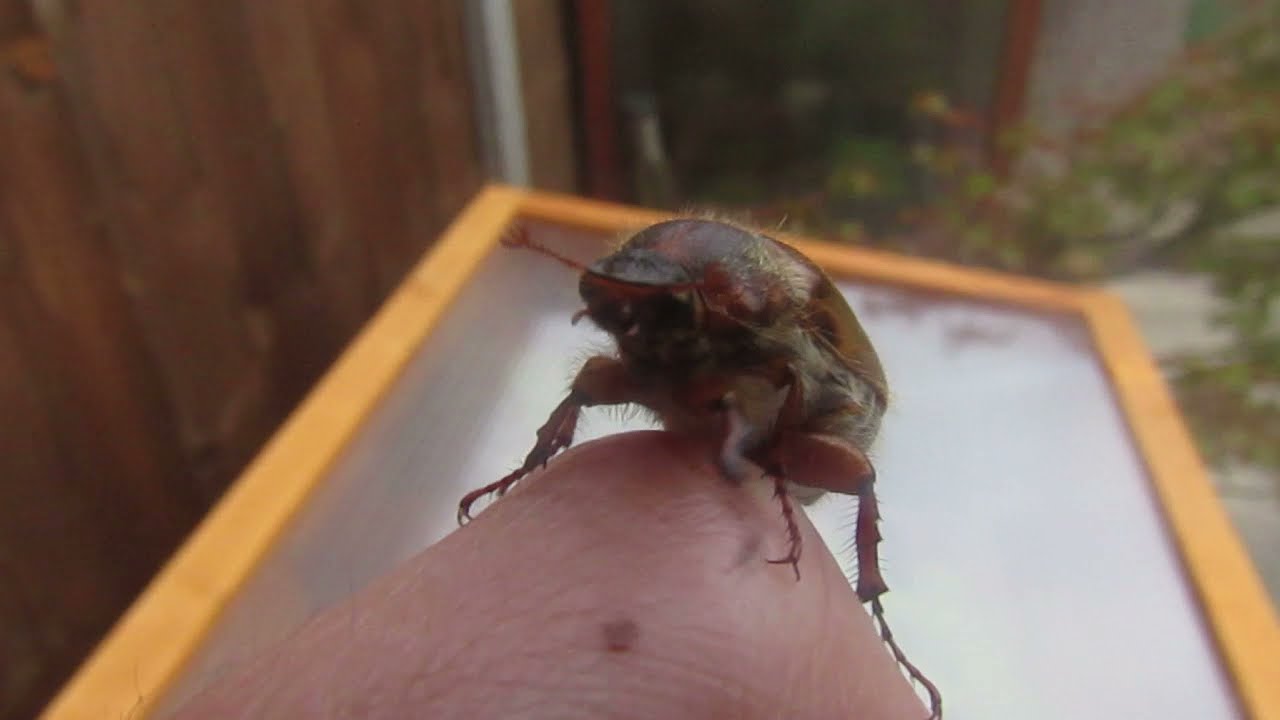 European chafer beetle (June bug)