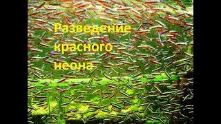 Как разводить красного неона