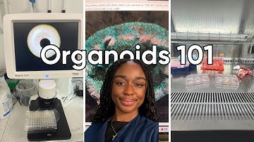 Brain Organoids Explained: A Simple Guide by a Neuroscience PhD Student