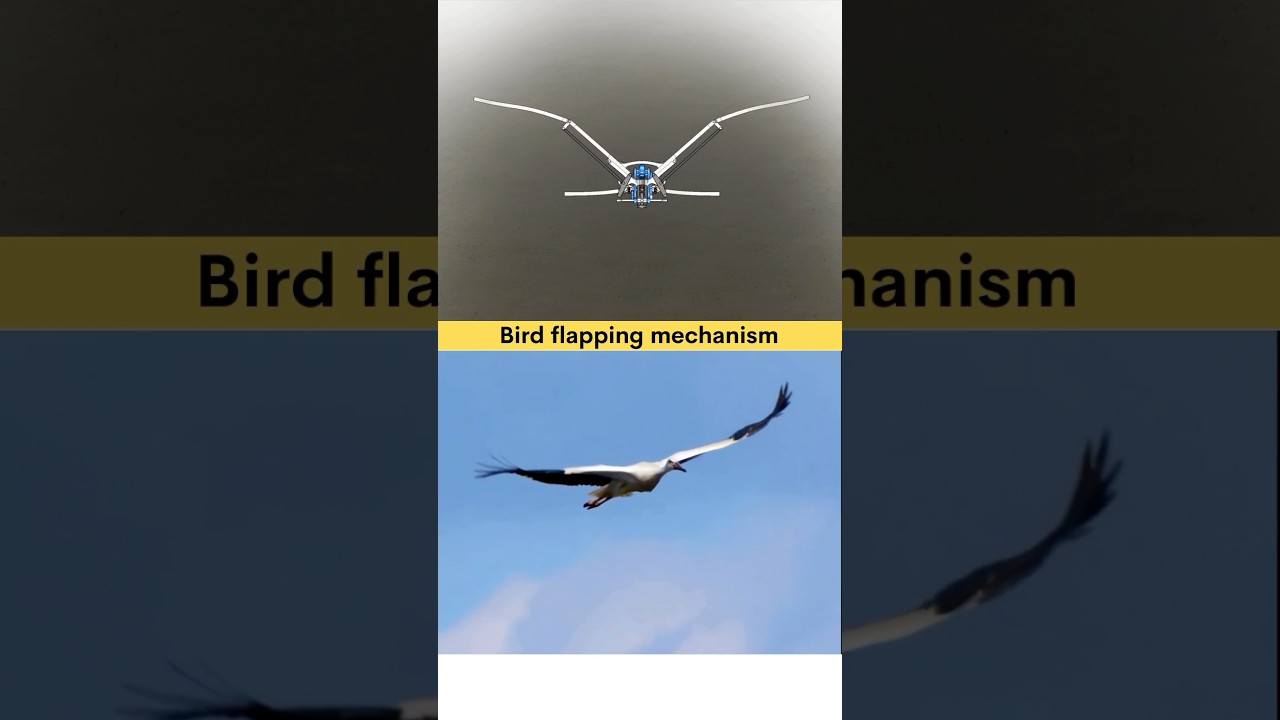 Bird Flapping Mechanism 🧑‍🔧🦾🦅 