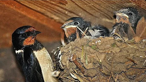 Где и почему ласточки вьют гнезда (bird home) Video
