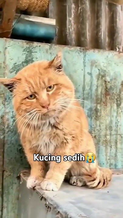Kucing sedih😭 #kucingsedih #shortsviral #sadcat #catshorts