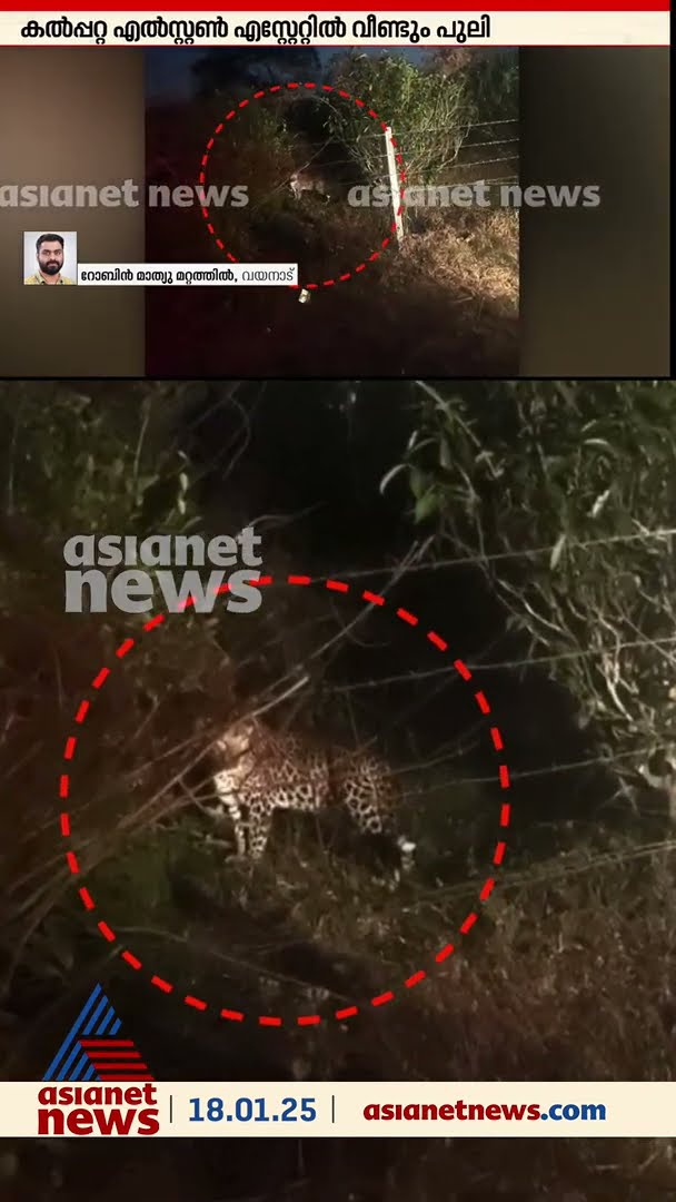 വയനാട് കൽപ്പറ്റ നഗരത്തോട് ചേർന്ന പ്രദേശത്ത് പുലി