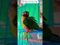 conure vs love birds // nikki the bird // #parrot #birds #birdslovers #pets #nikkithebird