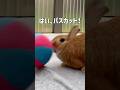 へいっ、パスパス!!