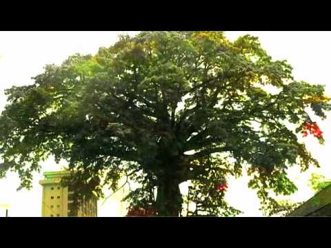 The Cotton Tree Song (From The Album: The World As One by Frankie Jahloh)