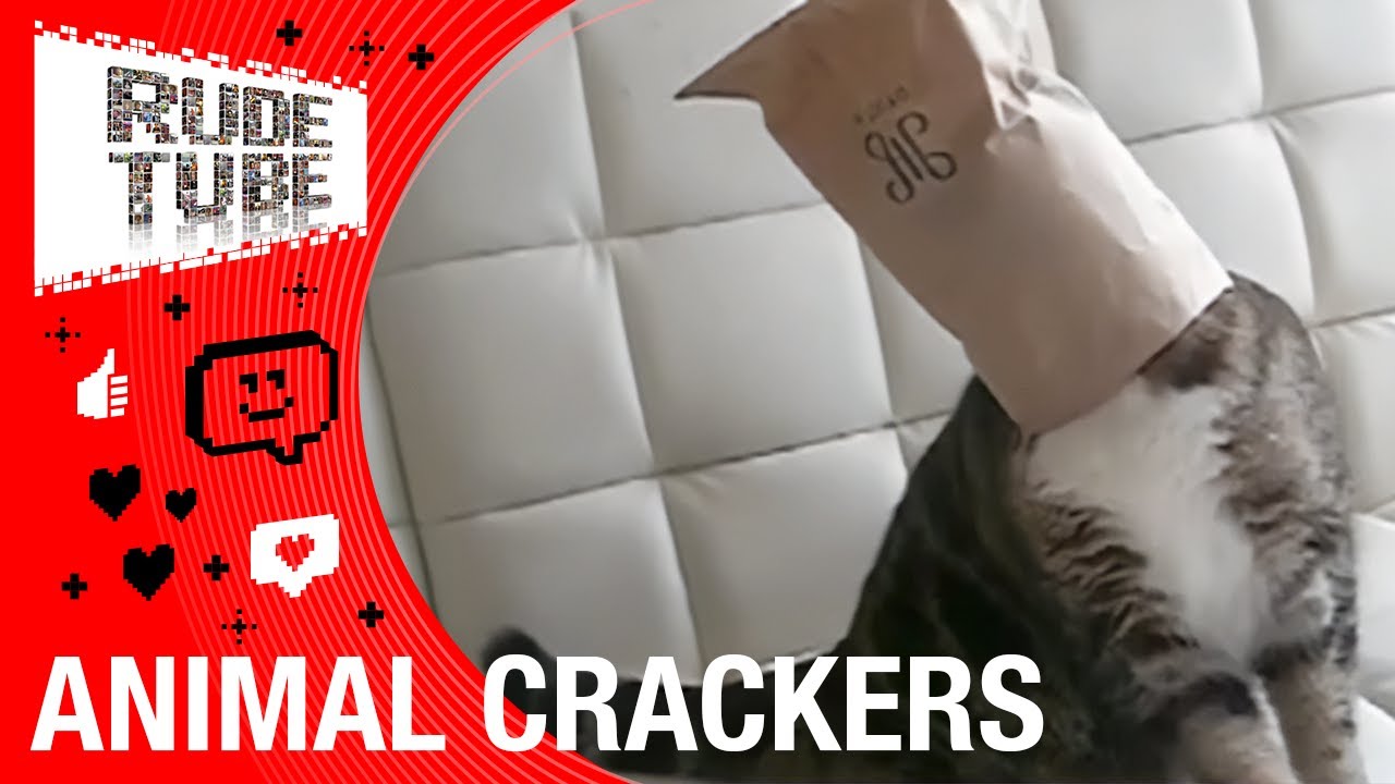 The Internet’s Most Famous Cat | Top 20 Viral Countdown | FULL EPISODE | Rude Tube