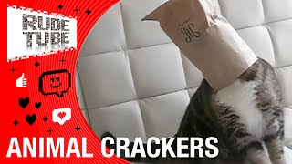 The Internet’s Most Famous Cat | Top 20 Viral Countdown | FULL EPISODE | Rude Tube