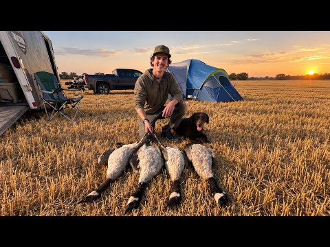 We Camped For 5 Days Chasing BANDED Geese!