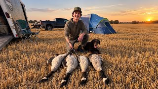 We Camped For 5 Days Chasing BANDED Geese!