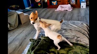 Toy Fox Terrier Saturday Morning Tussell