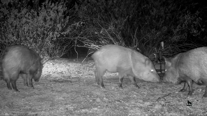 Javelina run wild