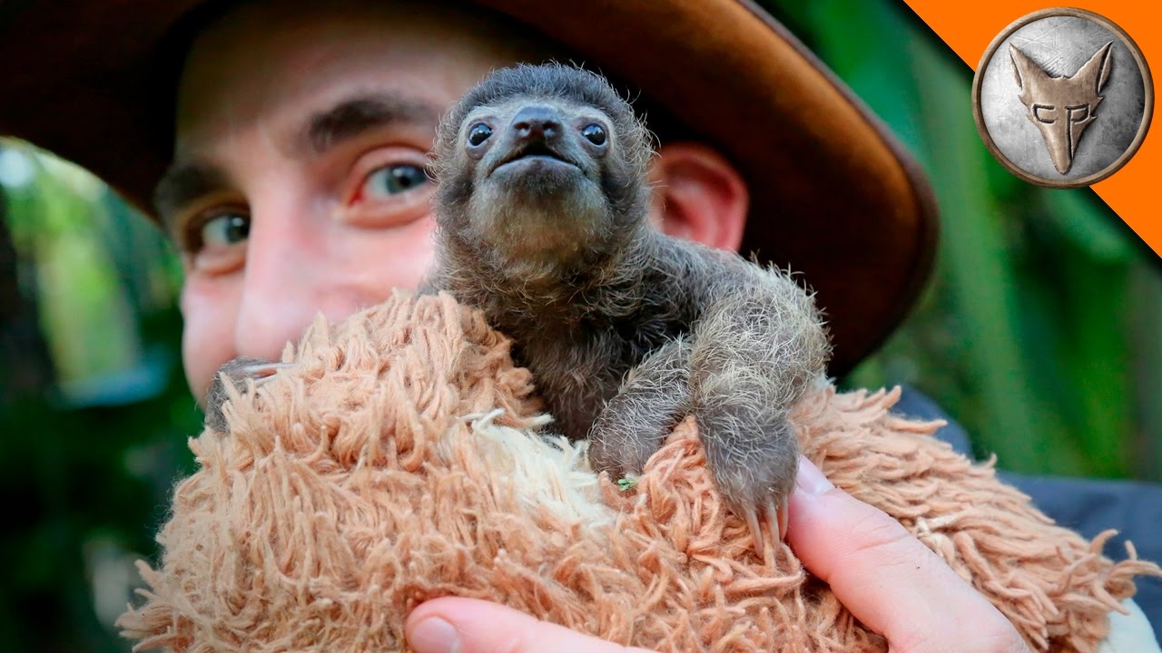Resulta ng larawan para sa Smallest Sloth