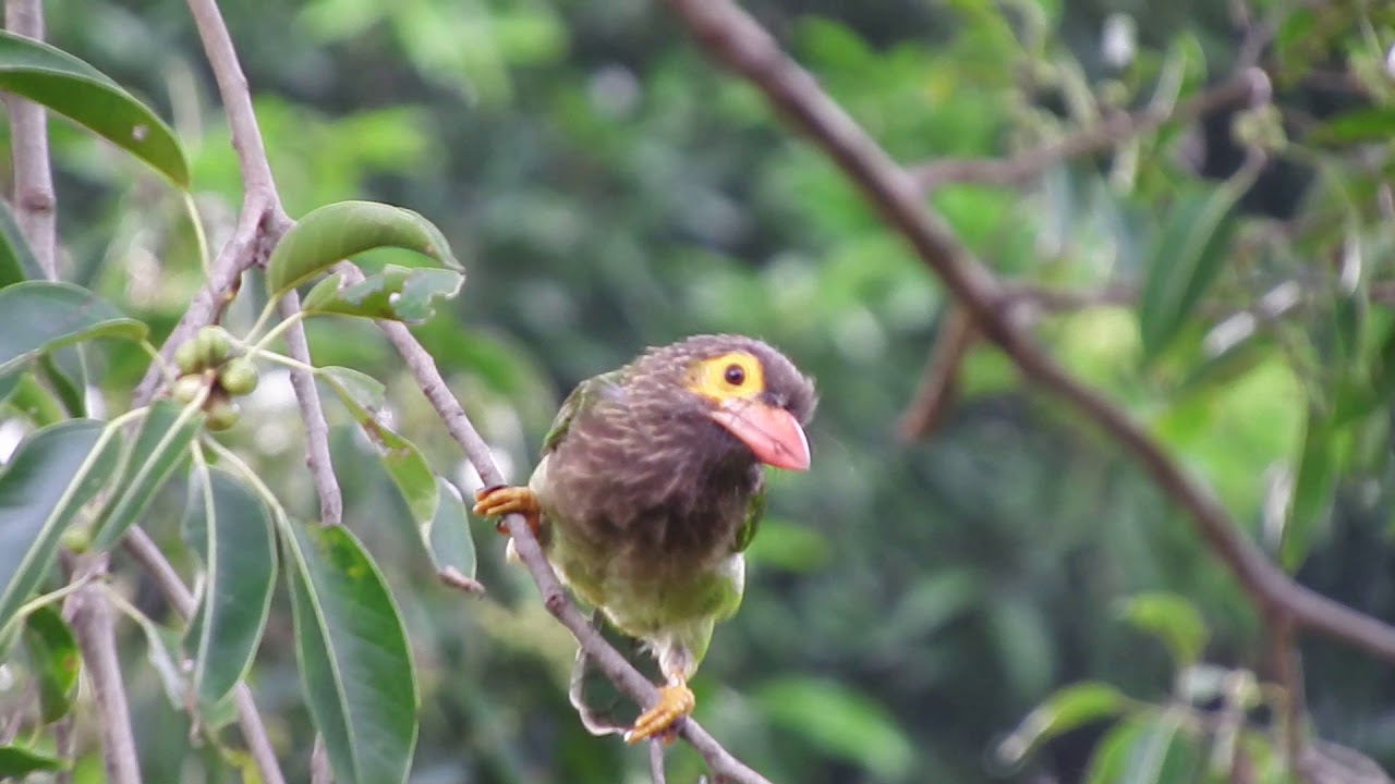 පොලොස් කොට්ටෝරුවා Brown-headed Barbet 