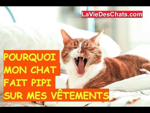 Mon Chat Fait Pipi Sur Mon Pull Methode 2 4 Youtube