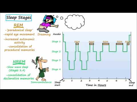 தூக்கத்தின் நிலைகள் - REM அல்லாத, REM, தூக்க ஆய்வுகள்