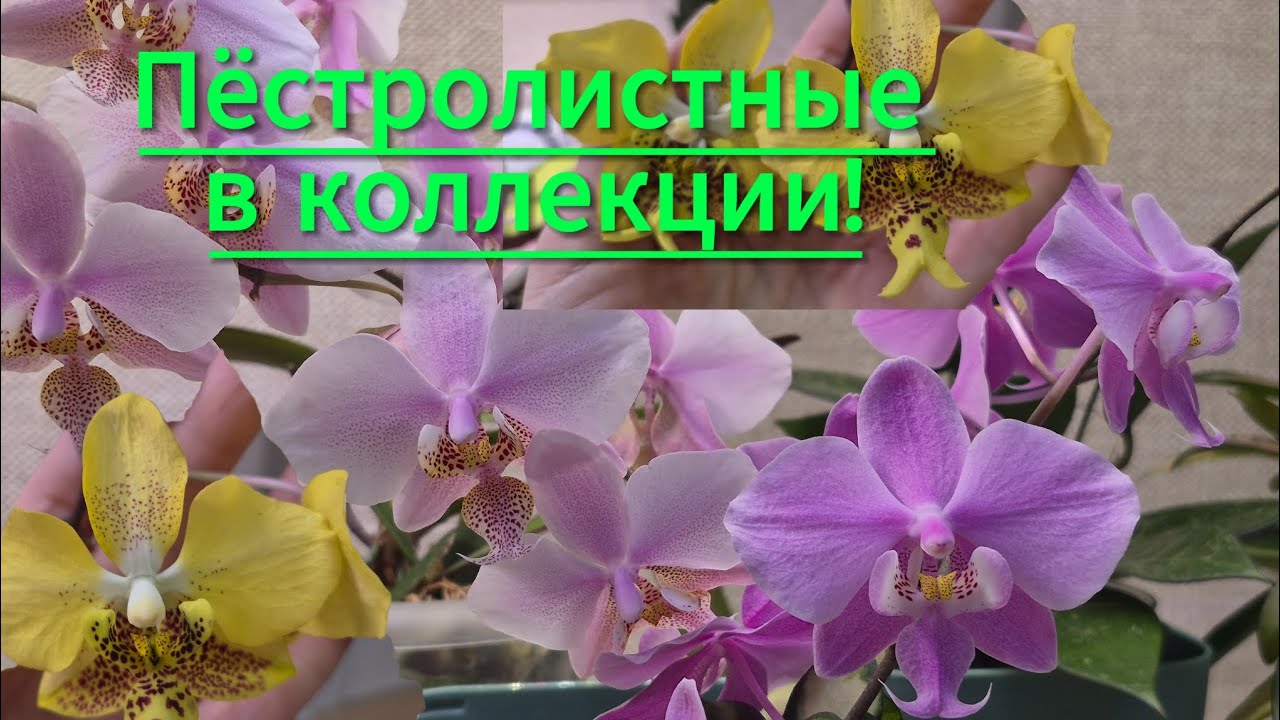 Пёстролистные в моей коллекции!Часть 1!😋#цветущиеорхидеи #орхидеи #обзорорхидей #flowers 