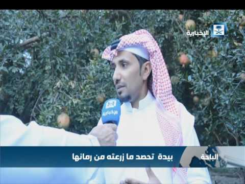 قرية بيدة تحصد ما زرعته من رمانها