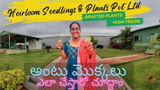 HSPL  అంటుమొక్కల నర్సరీ | Grafted Vegetable Seedlings | Kuppam  Nursery | 3hrs from Bengaluru