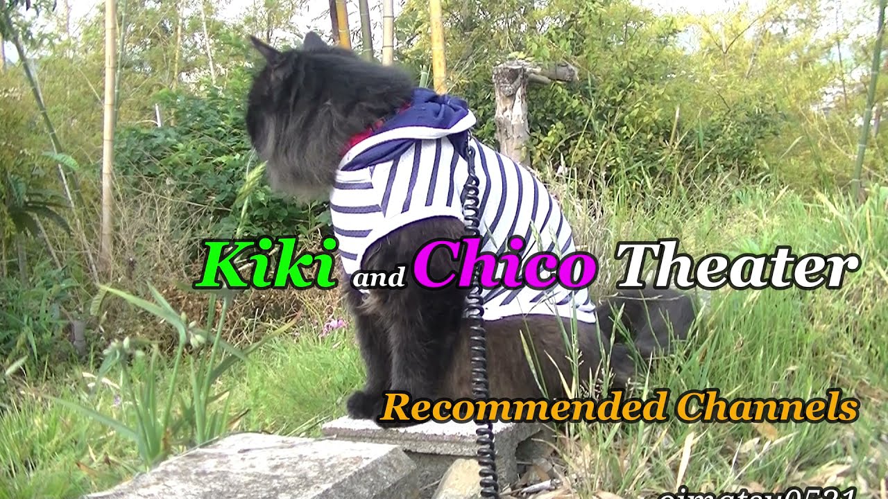 #忍者黒猫キキのミッションの旅