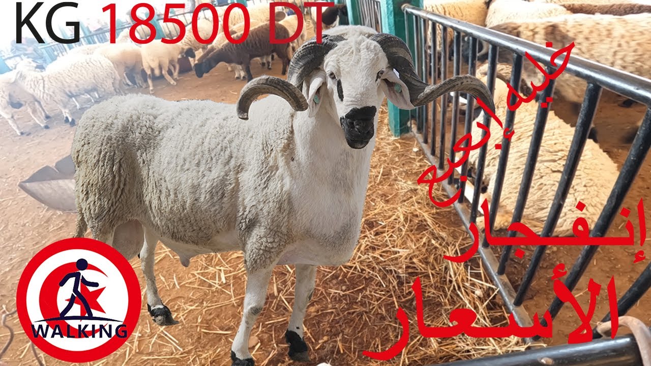 جولة  في بطوار إبن سيناء الكبارية : إنفجار الأسعار العلوش 18/06/2023 خليه إبعبع