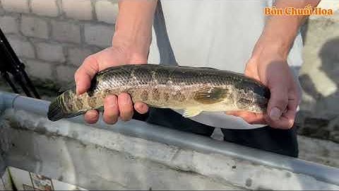 Mô hình nuôi cá chuối hoa trong bể xi măng ( Bán cá chuối hoa giống 0975 892 911 zalo )