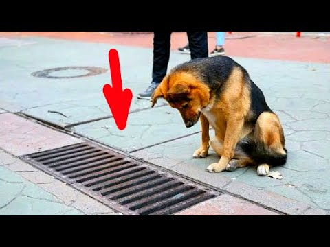Video: Koja je tema u Neobičnom incidentu sa psom u noći?