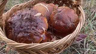 видео: Я когда эти грибы🍄🟫нашел потерял дар речи,а Светлана была просто в шоке! С Праздником,полных корзин картинка: Я когда эти грибы🍄🟫нашел потерял дар речи,а Светлана была просто в шоке! С Праздником,полных корзин