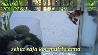 Betta Koi Multicalour Koi Multi Warna