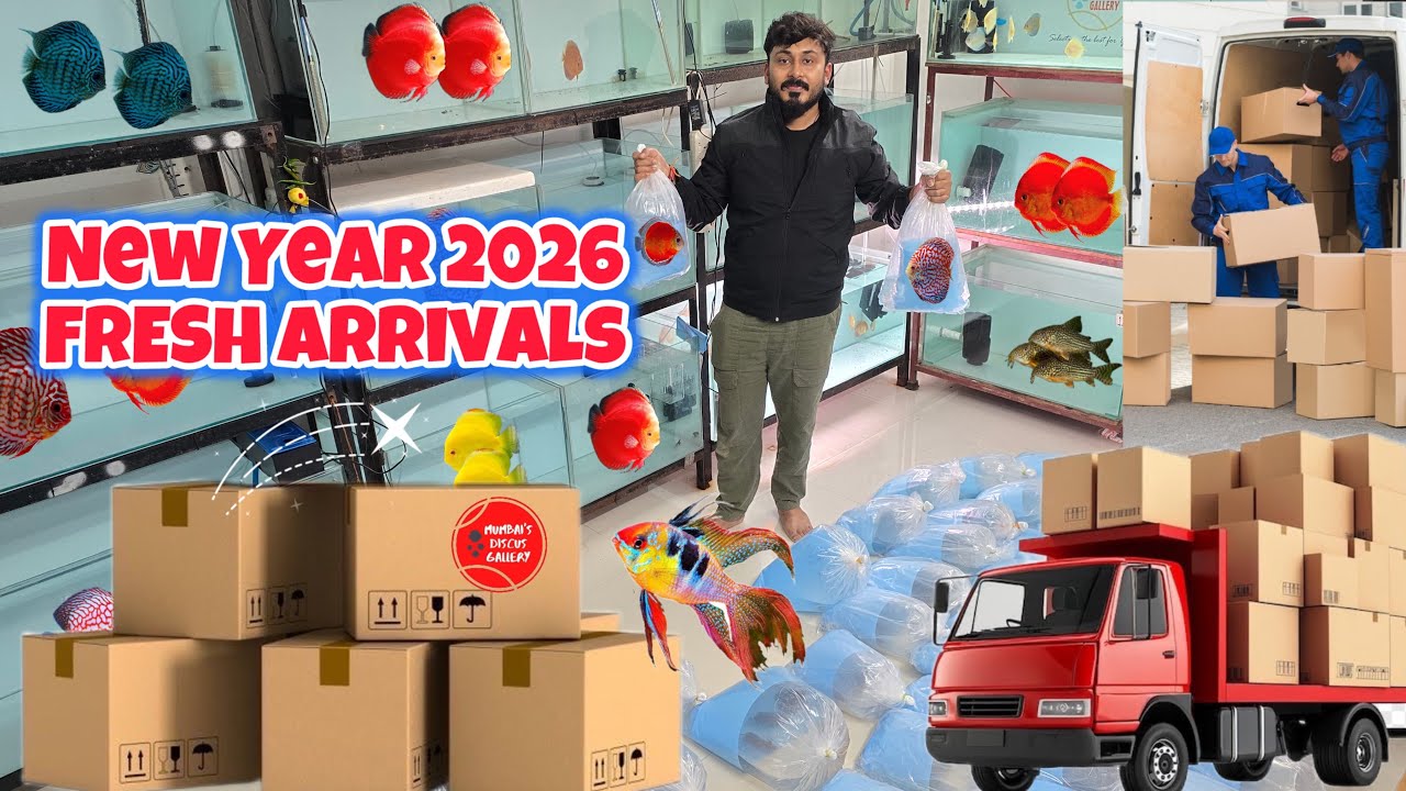 NEW DISCUS ARRIVAL 2026 ! Rare Strains & Stunning Colors  🔥