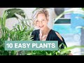 Easy houseplants for beginners or not  top 10 indoor plants