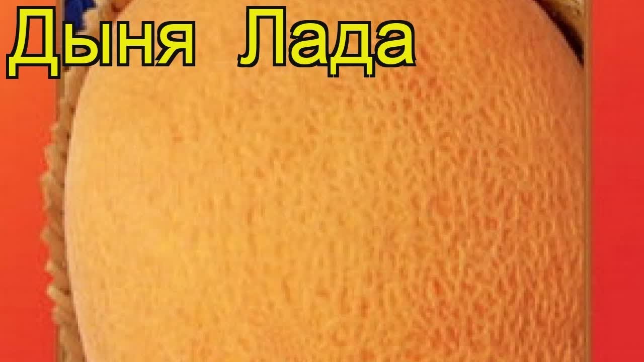 Описание дыни лада