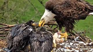 Decorah Eagles - North Nest 04.05.2024