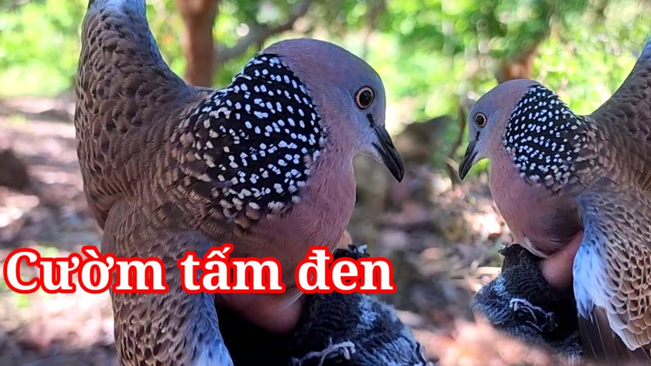 Cu Bổi Cườm Tấm Đen .Gặp Mồi thổ già.clip 1299.Hà Kon Tum 